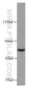 Family With Sequence Similarity 124 Member B antibody, 21313-1-AP, Proteintech Group, Western Blot image 