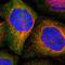 RING finger protein 213 antibody, HPA003347, Atlas Antibodies, Immunofluorescence image 