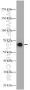 KIAA2013 antibody, 27886-1-AP, Proteintech Group, Western Blot image 