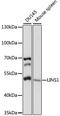 Lines Homolog 1 antibody, 16-057, ProSci, Western Blot image 