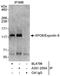 Ranbp20 antibody, A301-205A, Bethyl Labs, Immunoprecipitation image 
