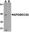 DNA dC->dU-editing enzyme APOBEC-3G antibody, orb74533, Biorbyt, Western Blot image 