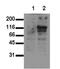 Lymphatic Vessel Endothelial Hyaluronan Receptor 1 antibody, MA1-91683, Invitrogen Antibodies, Western Blot image 