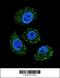 Myosin Binding Protein H Like antibody, 56-060, ProSci, Immunofluorescence image 