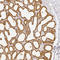 Lactalbumin Alpha antibody, HPA029855, Atlas Antibodies, Immunohistochemistry frozen image 