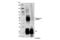 Microtubule Associated Protein Tau antibody, 77348S, Cell Signaling Technology, Western Blot image 