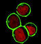 Linker for activation of T-cells family member 2 antibody, GTX78366, GeneTex, Immunofluorescence image 