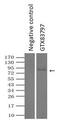 Prominin-2 antibody, GTX83797, GeneTex, Immunoprecipitation image 