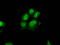 DNA excision repair protein ERCC-1 antibody, LS-C115214, Lifespan Biosciences, Immunofluorescence image 