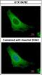 ADP-ribosylation factor 3 antibody, NBP1-31004, Novus Biologicals, Immunofluorescence image 