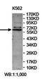 Fibronectin type 3 and ankyrin repeat domains 1 protein antibody, orb78415, Biorbyt, Western Blot image 