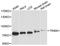 E3 ubiquitin-protein ligase TRIM41 antibody, A3538, ABclonal Technology, Western Blot image 