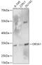 Olfactory Receptor Family 3 Subfamily A Member 1 antibody, 16-967, ProSci, Western Blot image 