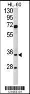 DNA repair protein XRCC3 antibody, LS-C160671, Lifespan Biosciences, Western Blot image 