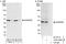 SHANK Associated RH Domain Interactor antibody, A303-559A, Bethyl Labs, Immunoprecipitation image 