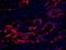 Eukaryotic Elongation Factor 2 Kinase antibody, IHC-00331, Bethyl Labs, Immunofluorescence image 