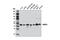 DRG1 antibody, 9408S, Cell Signaling Technology, Western Blot image 