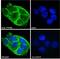 Protein Tyrosine Phosphatase Receptor Type B antibody, GTX88020, GeneTex, Immunofluorescence image 