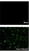 Dengue Virus Capsid Protein antibody, NBP2-42822, Novus Biologicals, Immunofluorescence image 