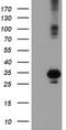Suppressor Of Cytokine Signaling 3 antibody, TA503054S, Origene, Western Blot image 