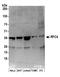 Replication factor C subunit 4 antibody, A300-145A, Bethyl Labs, Western Blot image 
