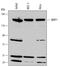 BRCA1 Interacting Protein C-Terminal Helicase 1 antibody, MAB6496, R&D Systems, Western Blot image 