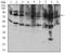 Transferrin Receptor antibody, NBP2-37317, Novus Biologicals, Western Blot image 