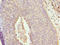 Dishevelled Associated Activator Of Morphogenesis 2 antibody, LS-C675621, Lifespan Biosciences, Immunohistochemistry paraffin image 