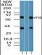 Eukaryotic translation initiation factor 4B antibody, orb95742, Biorbyt, Western Blot image 