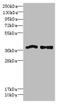 fMet-Leu-Phe receptor antibody, A59150-100, Epigentek, Western Blot image 