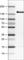 Fms Related Tyrosine Kinase 1 antibody, AMAb90704, Atlas Antibodies, Western Blot image 