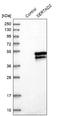 SERTA Domain Containing 2 antibody, NBP1-81542, Novus Biologicals, Western Blot image 