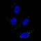 5,6-dihydroxyindole-2-carboxylic acid oxidase antibody, NBP2-61642, Novus Biologicals, Immunofluorescence image 