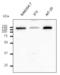 Early Endosome Antigen 1 antibody, LS-C204219, Lifespan Biosciences, Western Blot image 