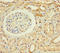 Zinc Finger Protein 221 antibody, A63820-100, Epigentek, Immunohistochemistry paraffin image 