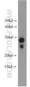 Histone H1.0 antibody, 18201-1-AP, Proteintech Group, Western Blot image 