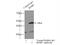 NELF-E antibody, 10705-1-AP, Proteintech Group, Immunoprecipitation image 