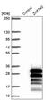 Zinc Finger Protein 740 antibody, PA5-57367, Invitrogen Antibodies, Western Blot image 