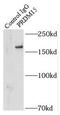 PR/SET Domain 15 antibody, FNab06753, FineTest, Immunoprecipitation image 