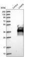 Lysosomal Associated Membrane Protein Family Member 5 antibody, PA5-52112, Invitrogen Antibodies, Western Blot image 