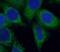 ADP Ribosylation Factor 6 antibody, FNab00535, FineTest, Immunofluorescence image 