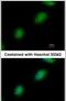 TP53RK Binding Protein antibody, PA5-21792, Invitrogen Antibodies, Immunofluorescence image 