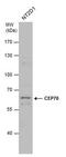 Centrosomal Protein 70 antibody, PA5-78585, Invitrogen Antibodies, Western Blot image 