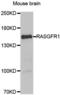 Ras-GRF1 antibody, PA5-77081, Invitrogen Antibodies, Western Blot image 