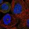 Serologically defined colon cancer antigen 8 antibody, NBP2-56357, Novus Biologicals, Immunofluorescence image 