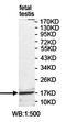 Probable RNA-binding protein EIF1AD antibody, orb78256, Biorbyt, Western Blot image 