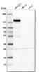 Integrin Subunit Alpha 5 antibody, HPA002642, Atlas Antibodies, Western Blot image 
