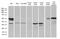 Secreted Frizzled Related Protein 2 antibody, NBP2-45804, Novus Biologicals, Immunoprecipitation image 