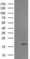 Cancer/Testis Antigen 1B antibody, TA505971S, Origene, Western Blot image 