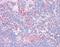 Complement C9 antibody, orb95157, Biorbyt, Immunohistochemistry paraffin image 